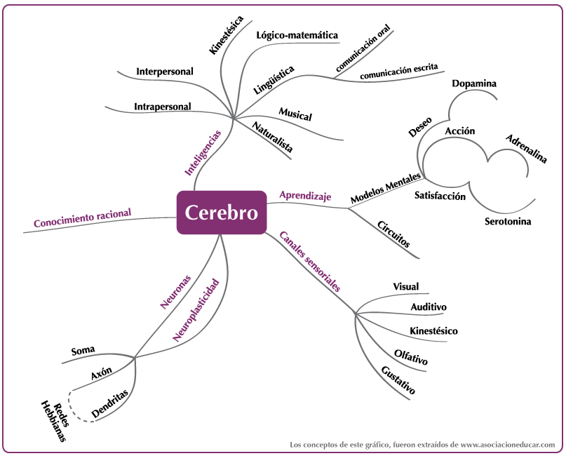 grafico-cerebro grafico cerebro